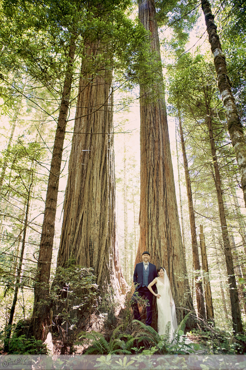 redwood-forest-inspiration-ca - Sarah Dicicco Photography